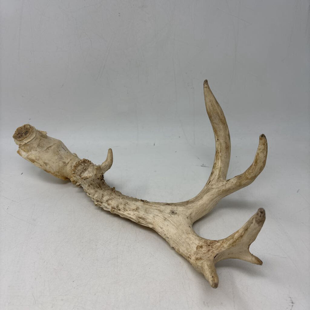 Antler
