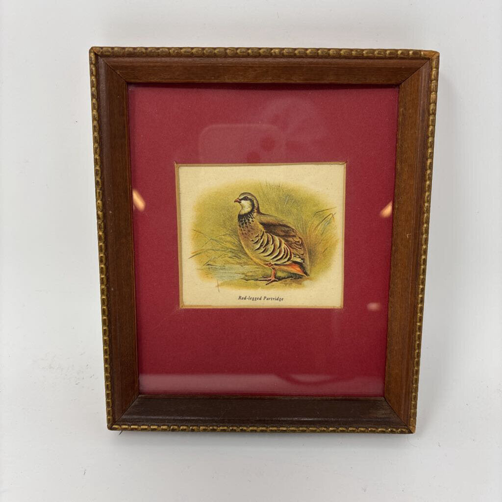 Vintage Red-Legged Partridge Framed Print
