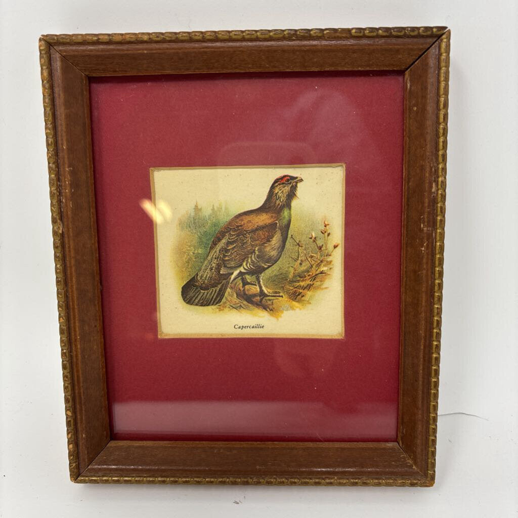 Vintage Capercaille Framed Print