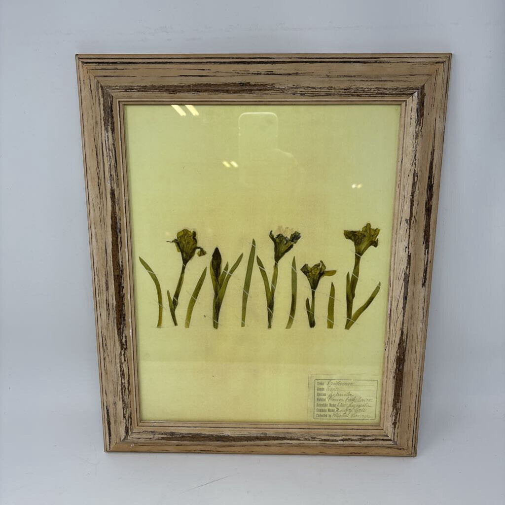 Framed Botanical Print 14.25 X 17.25