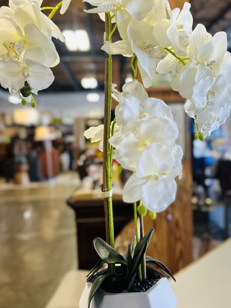Large White Silk Potted Orchid 29"Tall