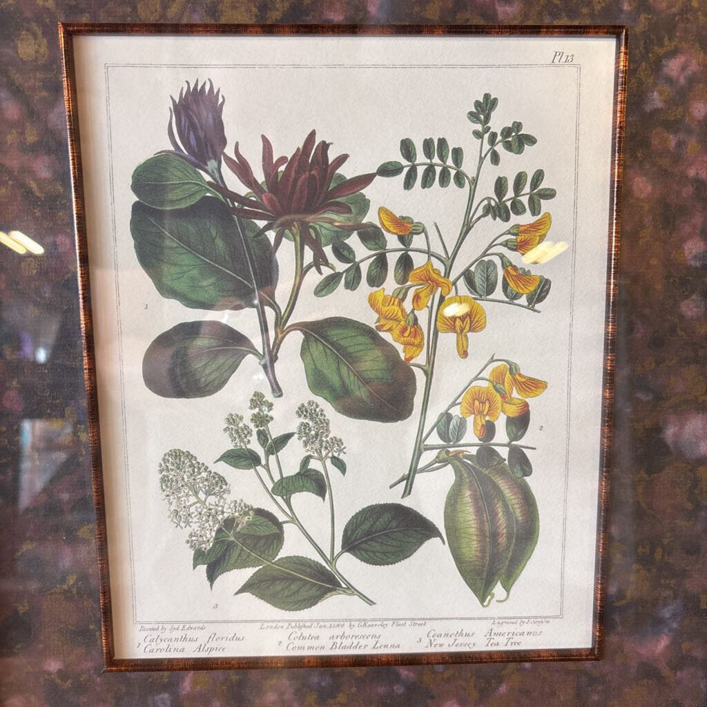 Set 2 Framed MCM Botanicals