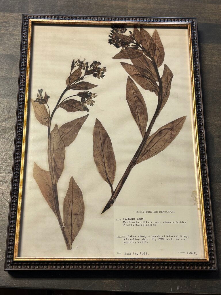 Framed Historical Botanicals