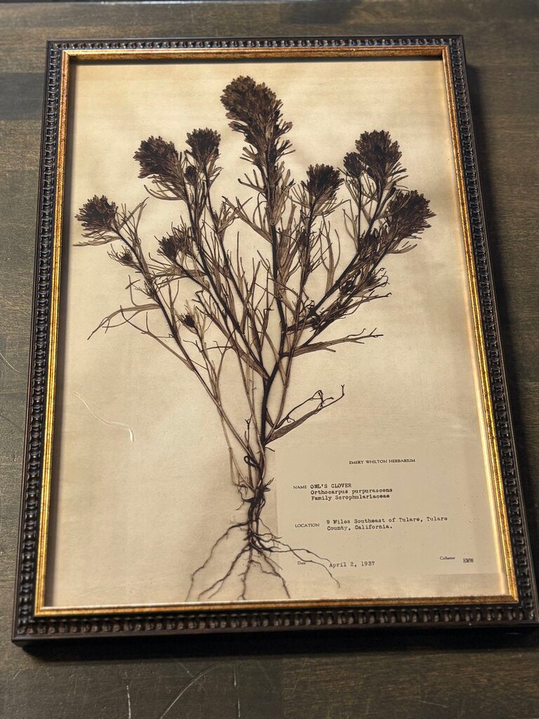 Framed Historical Botanicals