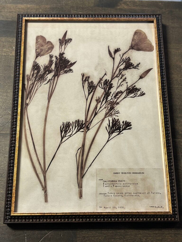 Framed Historical Botanicals
