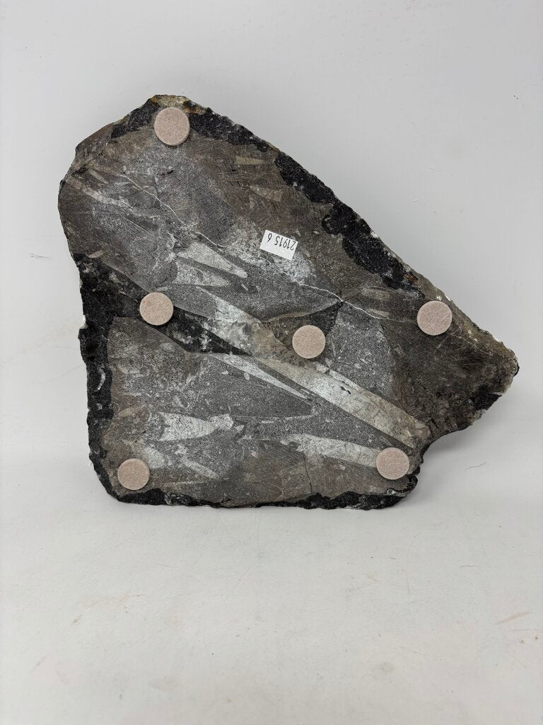 Orthoceras Tabletop Fossil & Stand