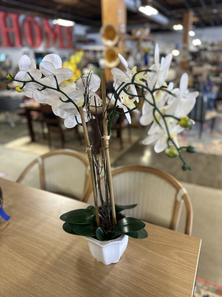 Orchid In White Pot
