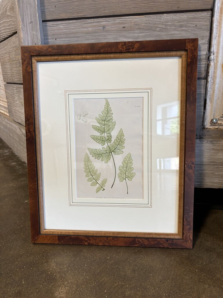 Framed Fern Artwork