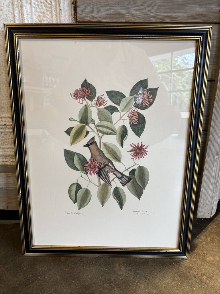 The Chatterer Framed Print 18 X 23