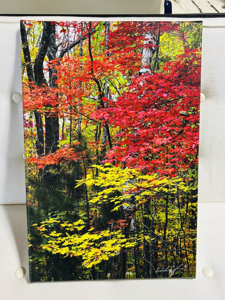 Fall Trees In The Smokies 12 X 18