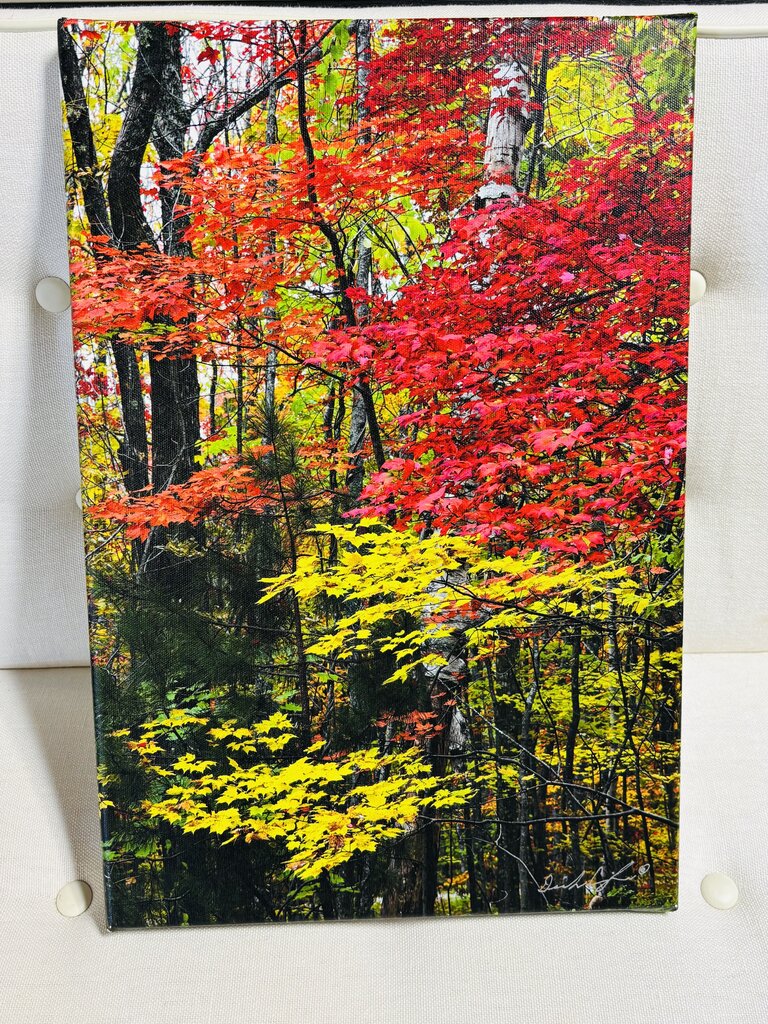 Fall Trees In The Smokies 12 X 18