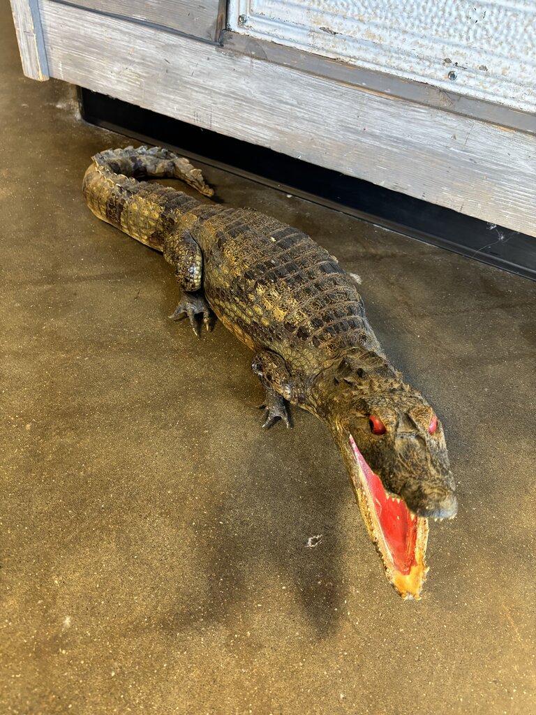 Vintage Full Body Taxidermy Alligator