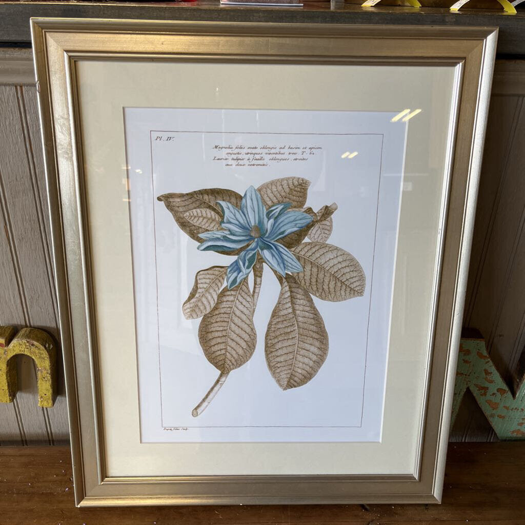 Framed Botanical Print 18.5 X 22.5 (RT $250)