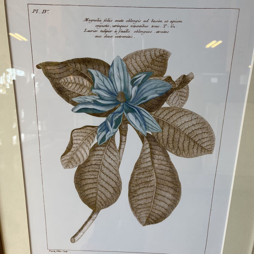 Framed Botanical Print 18.5 X 22.5 (RT $250)