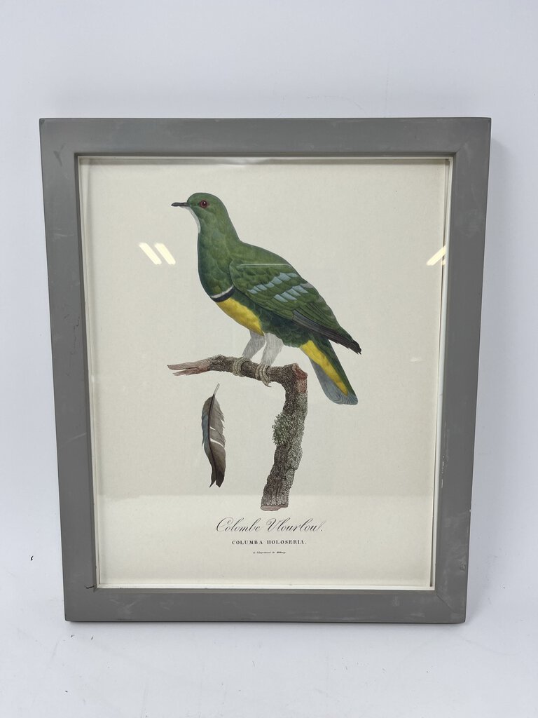 Framed Bird Print 10 X 12