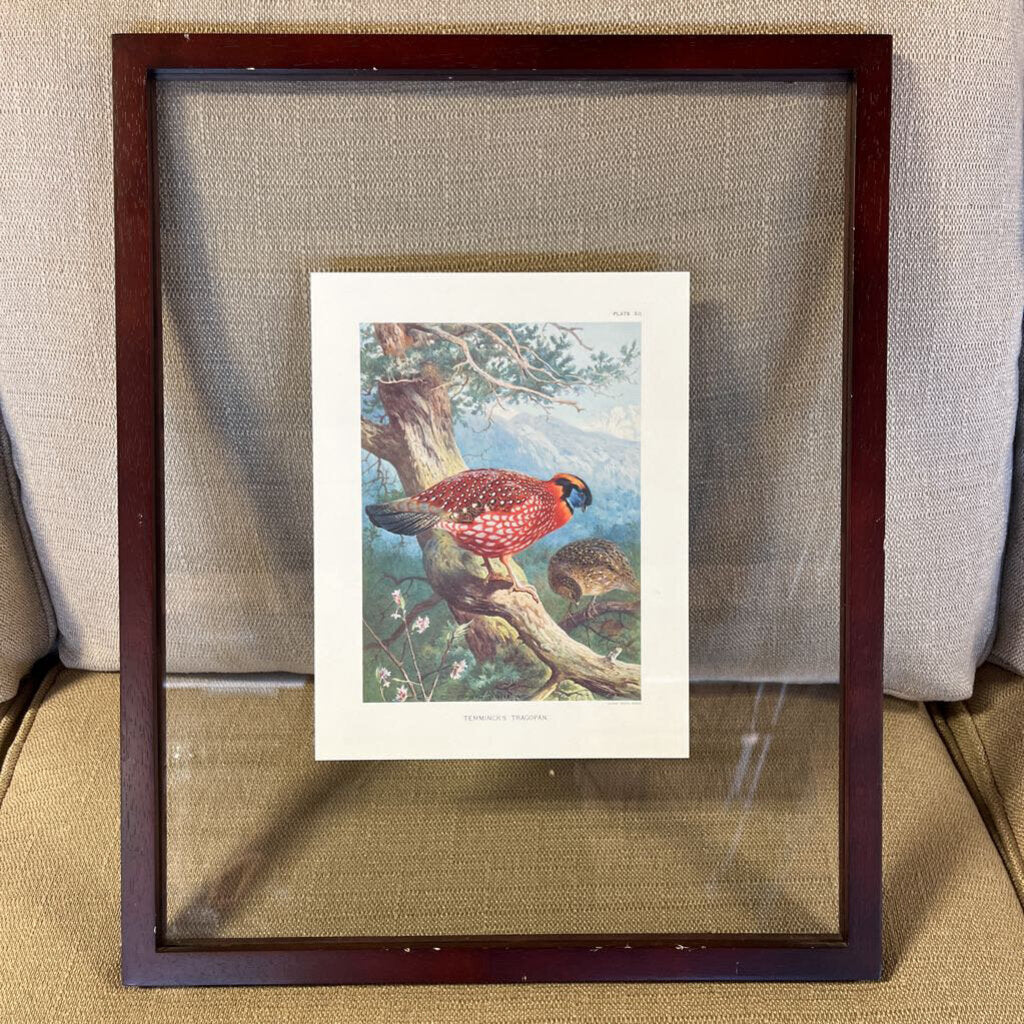 TemminicksTragopan in Floating Frame