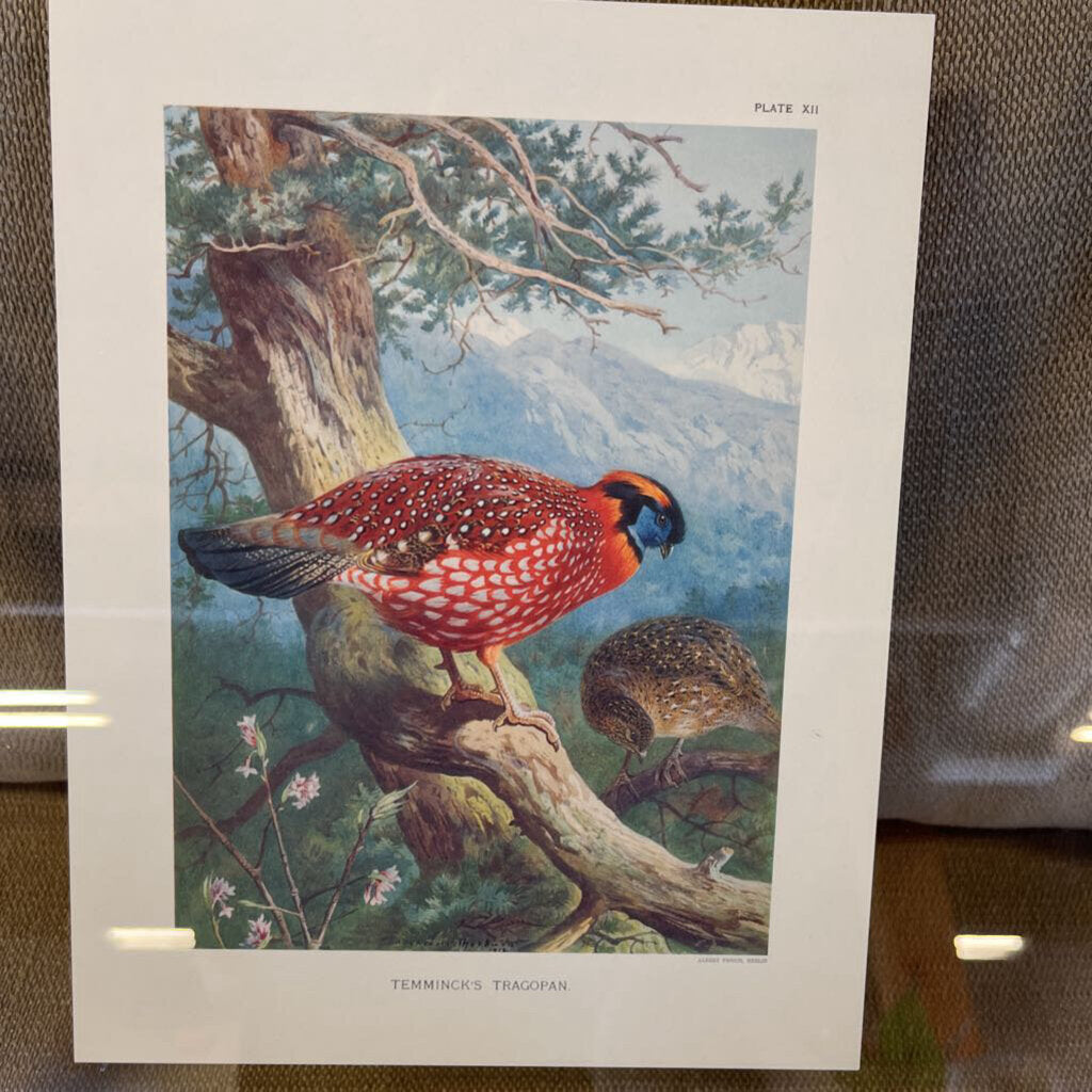 TemminicksTragopan in Floating Frame