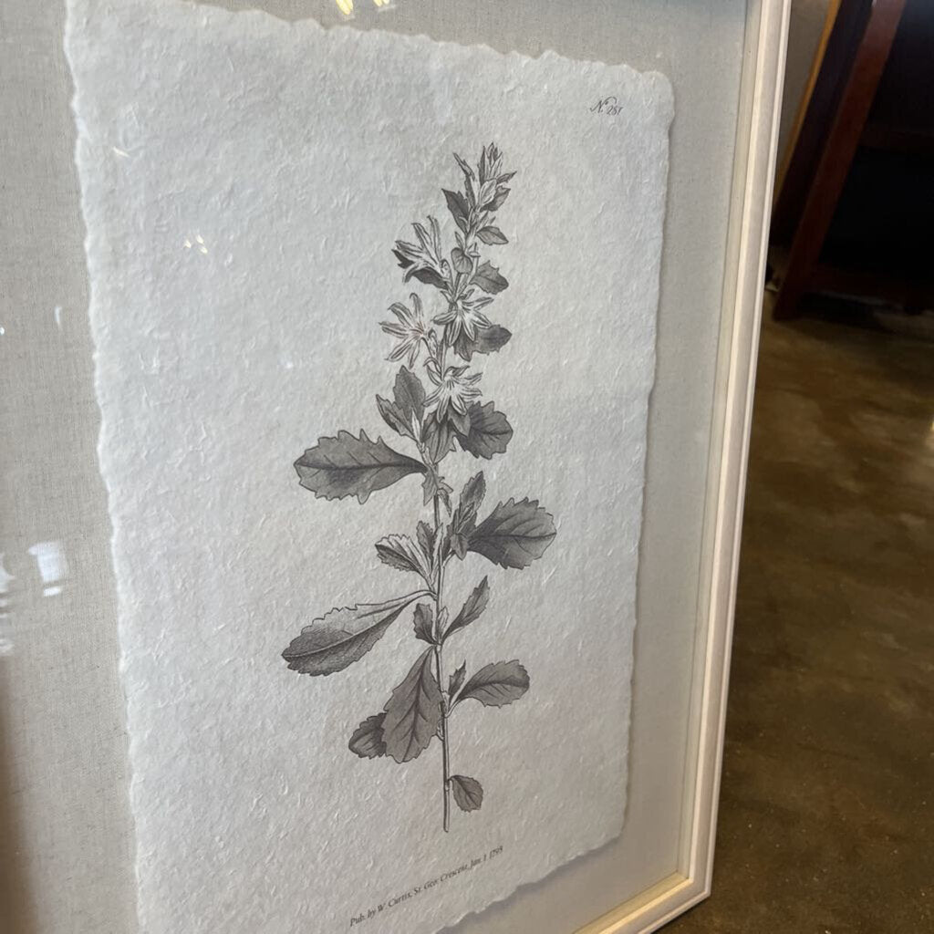 Framed Botanical Print 19x25