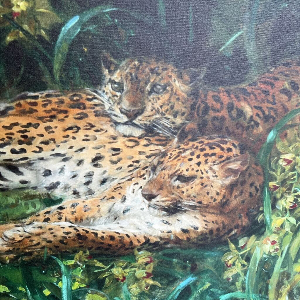 Indian Leopards John Macallan Swan 45x35