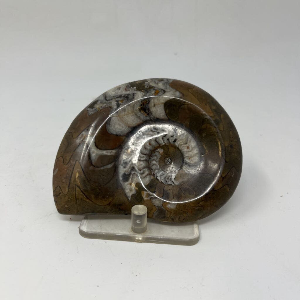 Snail Shaped Fossil with Stand