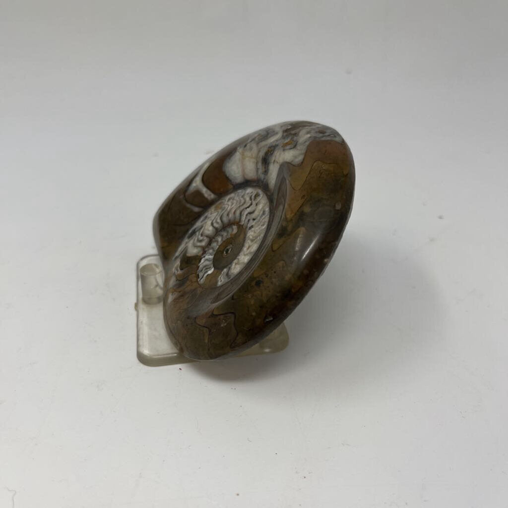 Snail Shaped Fossil with Stand