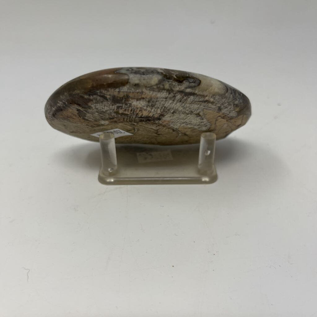 Snail Shaped Fossil with Stand
