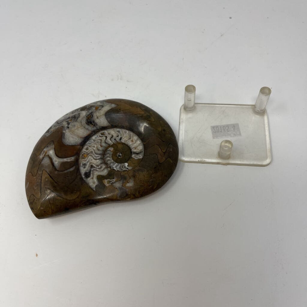 Snail Shaped Fossil with Stand