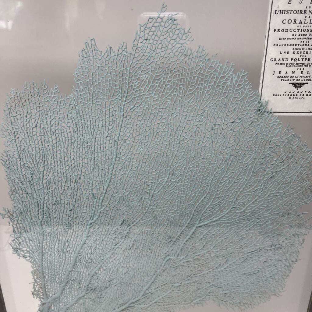 Framed Coral 18.5x15.5 (RT$325)