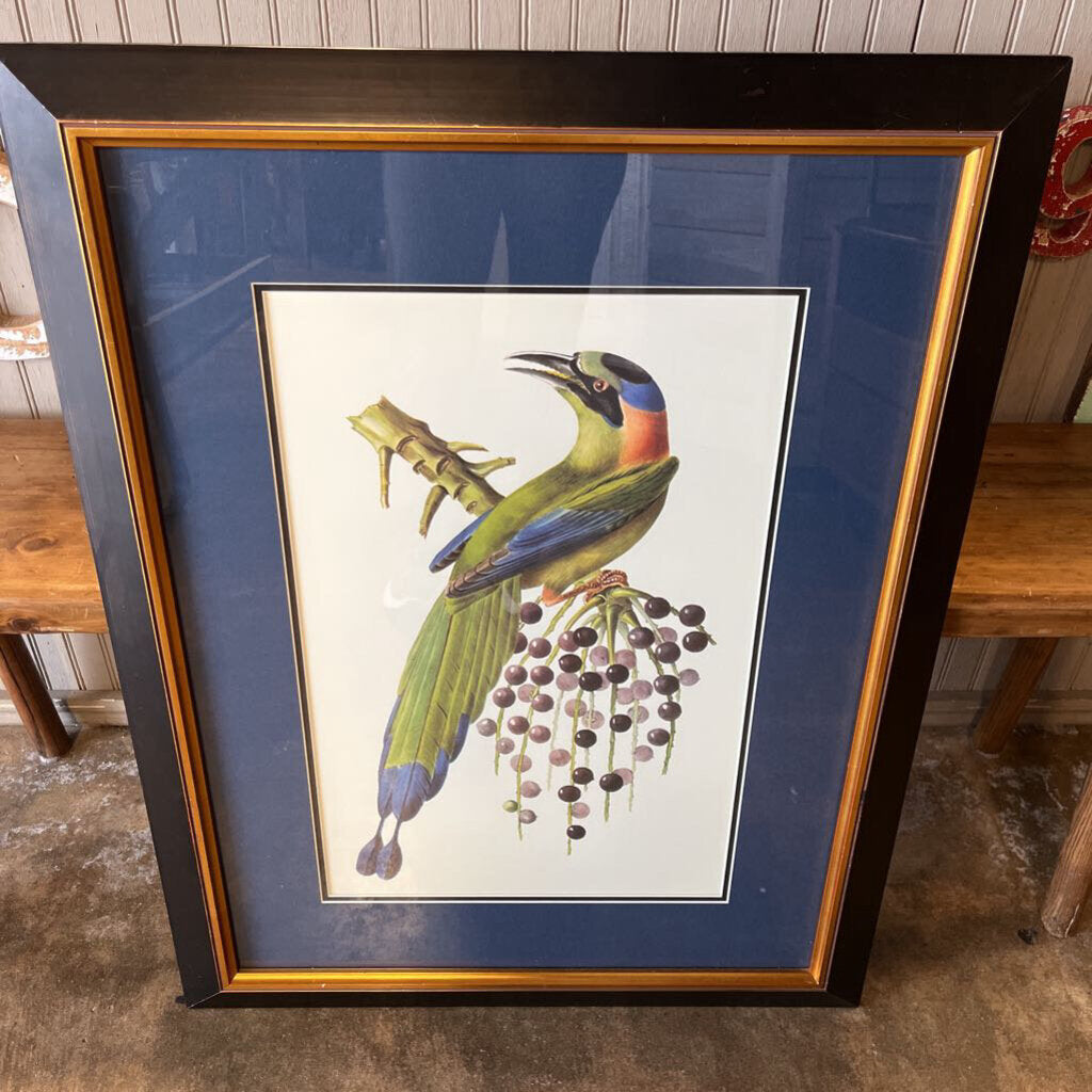 Framed Motmot Bird Print 26.5 X 34.25