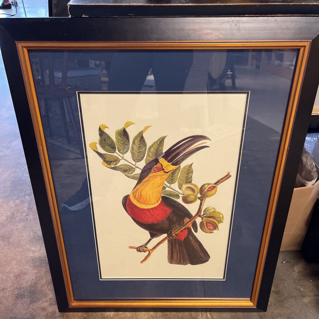 Framed Toucan Print 26.5 X 34.25
