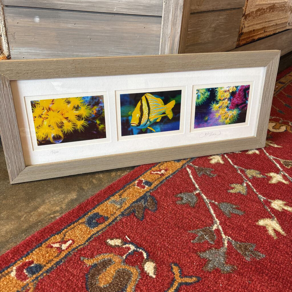 Fish/Sea Urchins Signed/Numbered 26.25 X 10.5