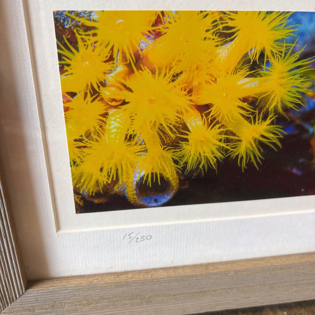 Fish/Sea Urchins Signed/Numbered 26.25 X 10.5