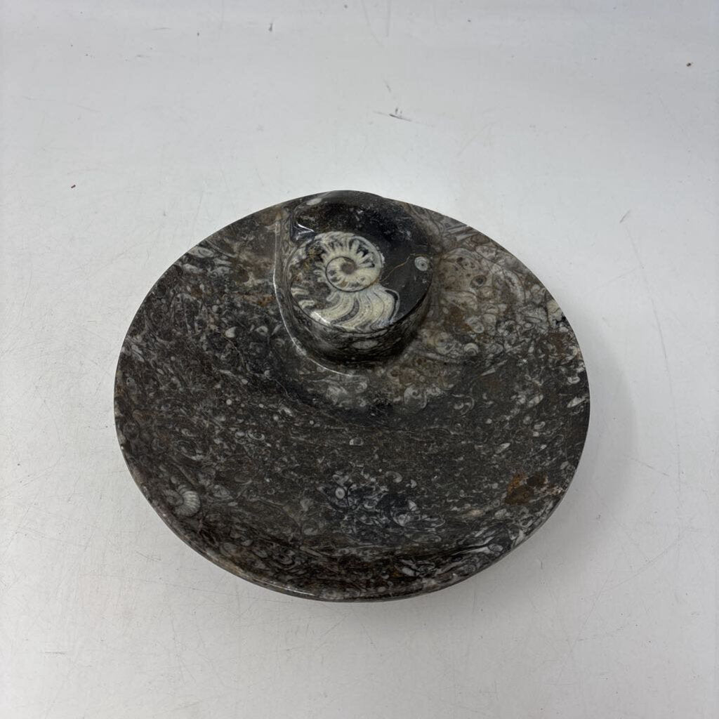 Orthoceras & Ammonite Fossil Bowl