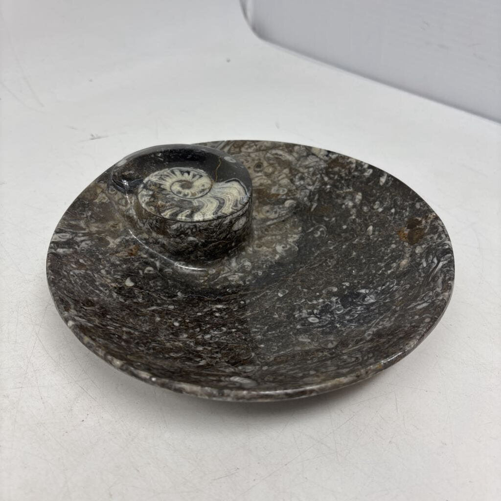Orthoceras & Ammonite Fossil Bowl