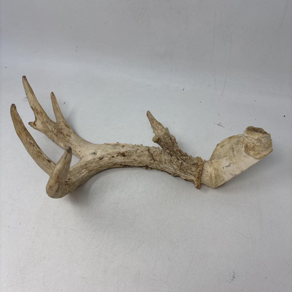 Antler