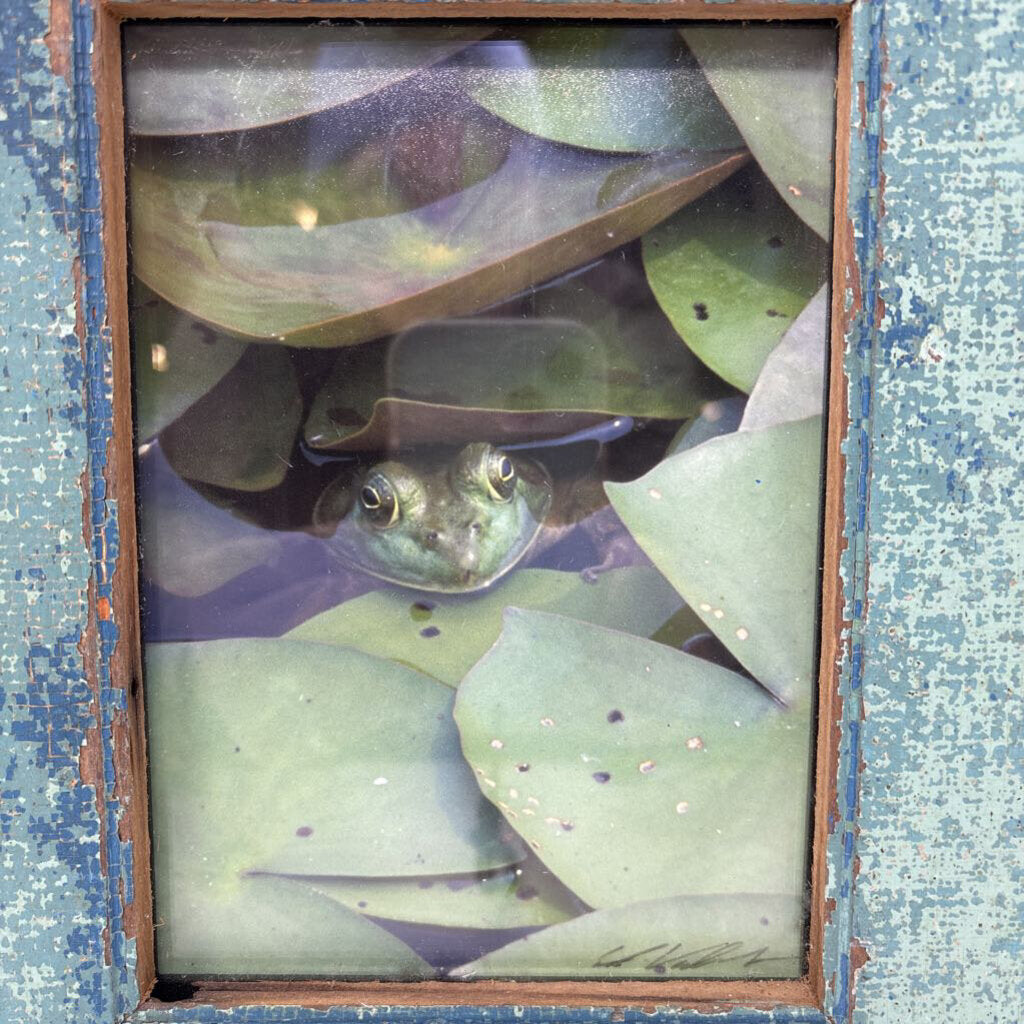 Framed Frog In Lily Pad