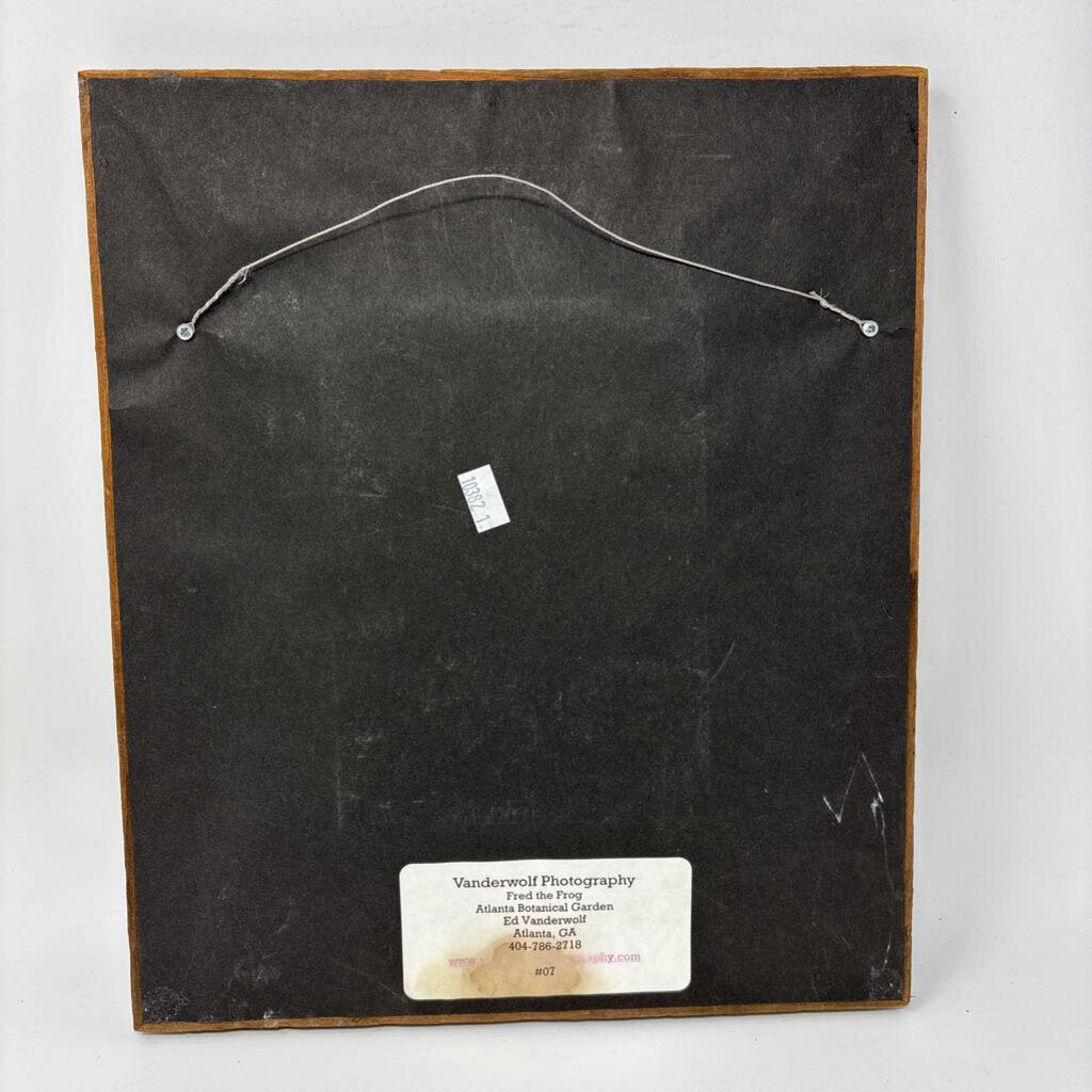 Framed Frog In Lily Pad