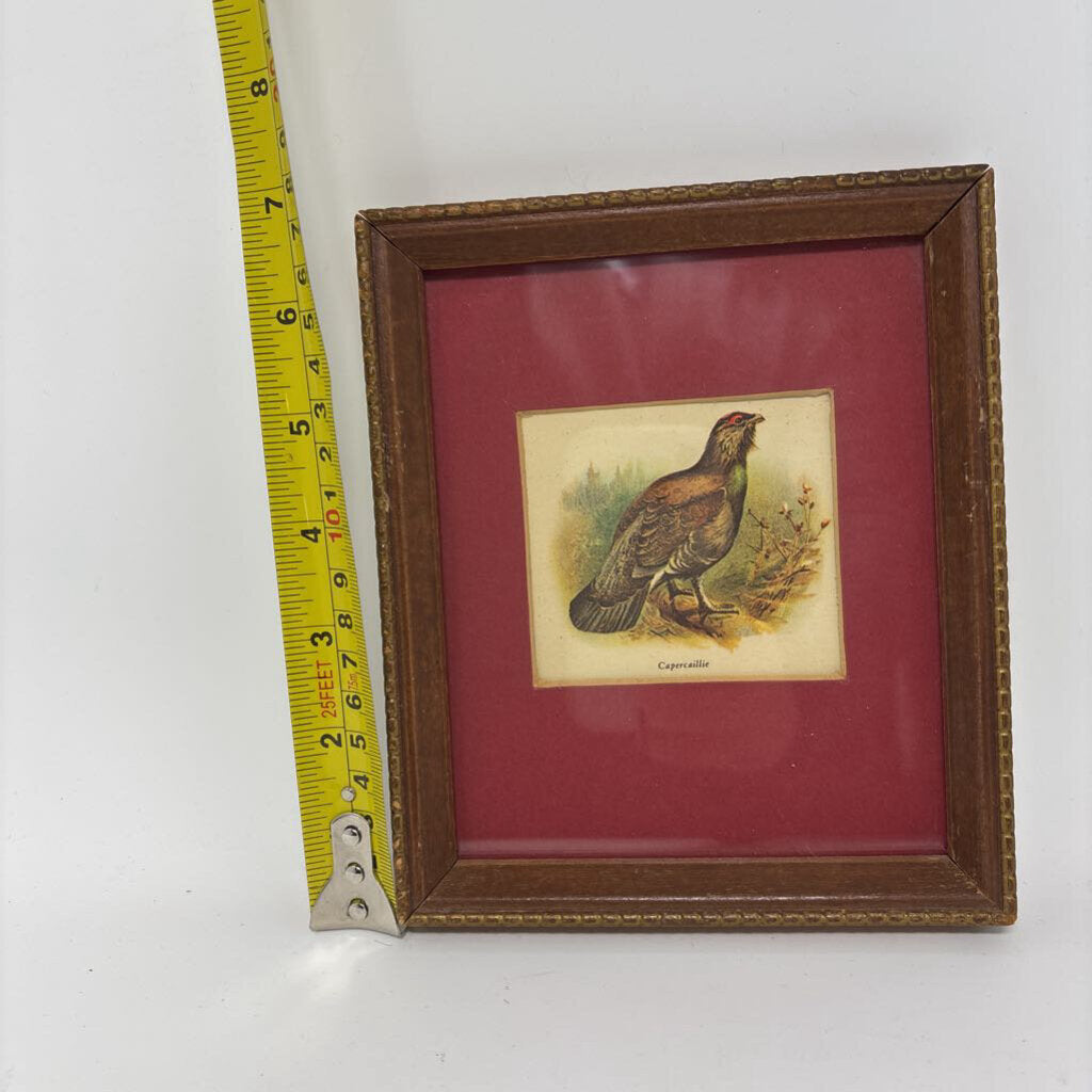 Vintage Capercaille Framed Print