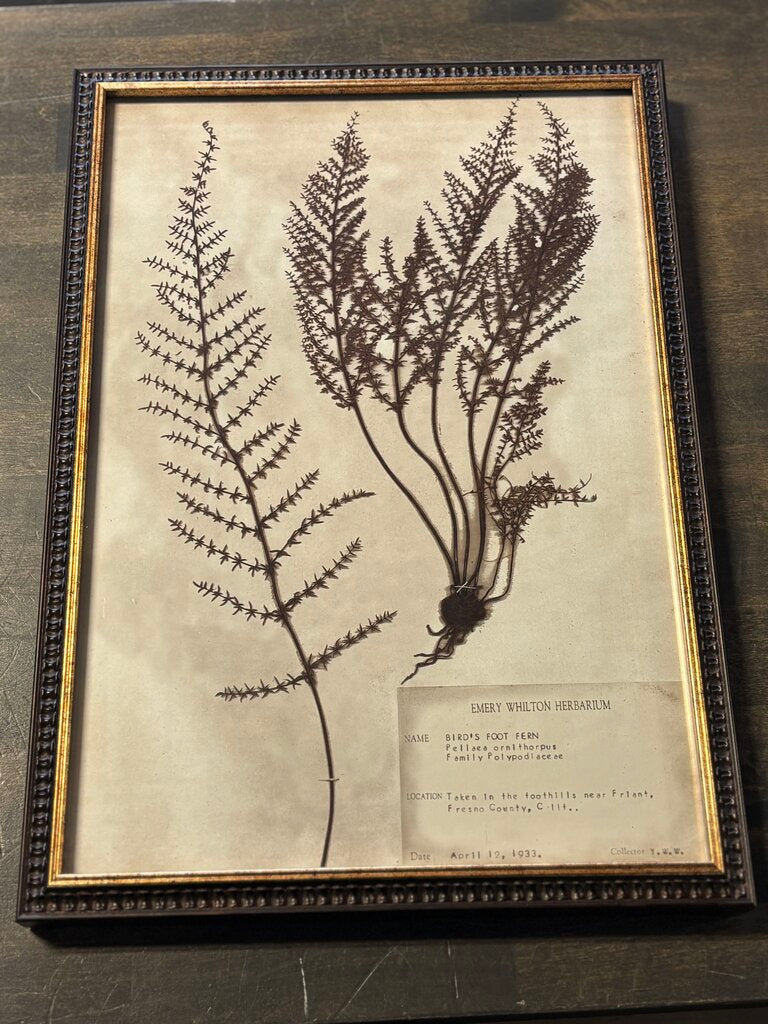 Framed Historical Botanicals