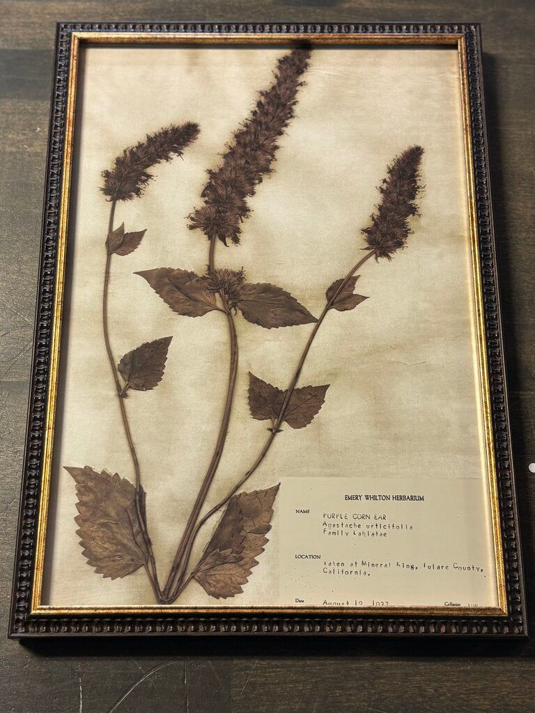 Framed Historical Botanicals
