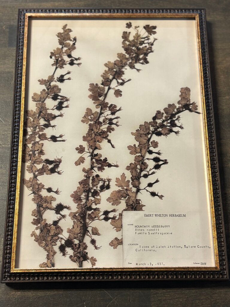 Framed Historical Botanicals