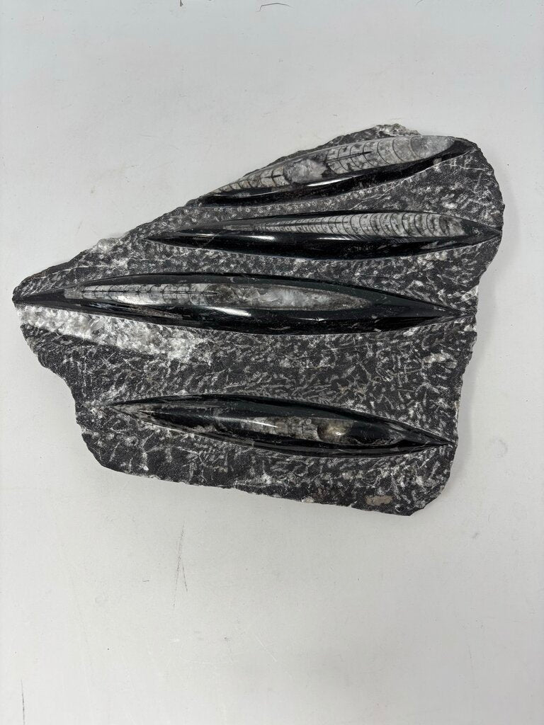 Orthoceras Tabletop Fossil & Stand