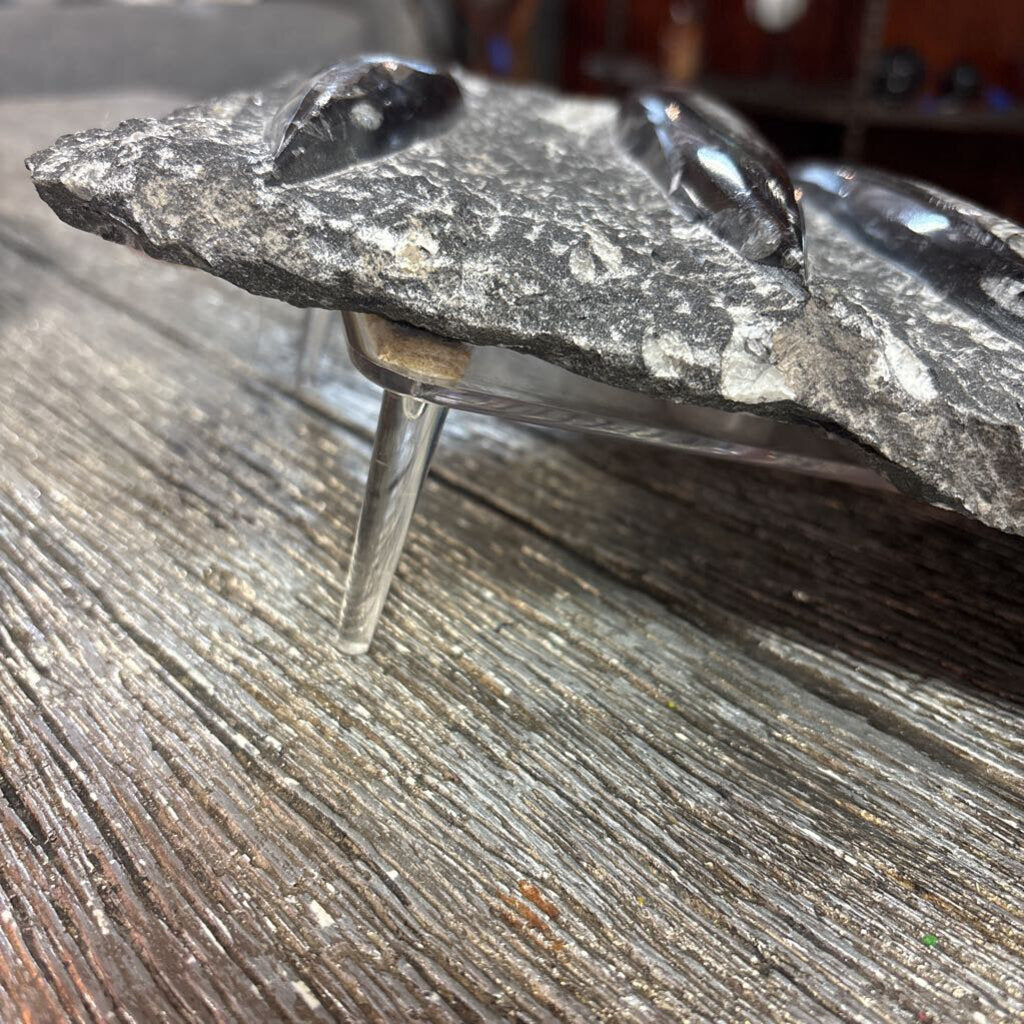 Orthoceras Tabletop Fossil & Stand