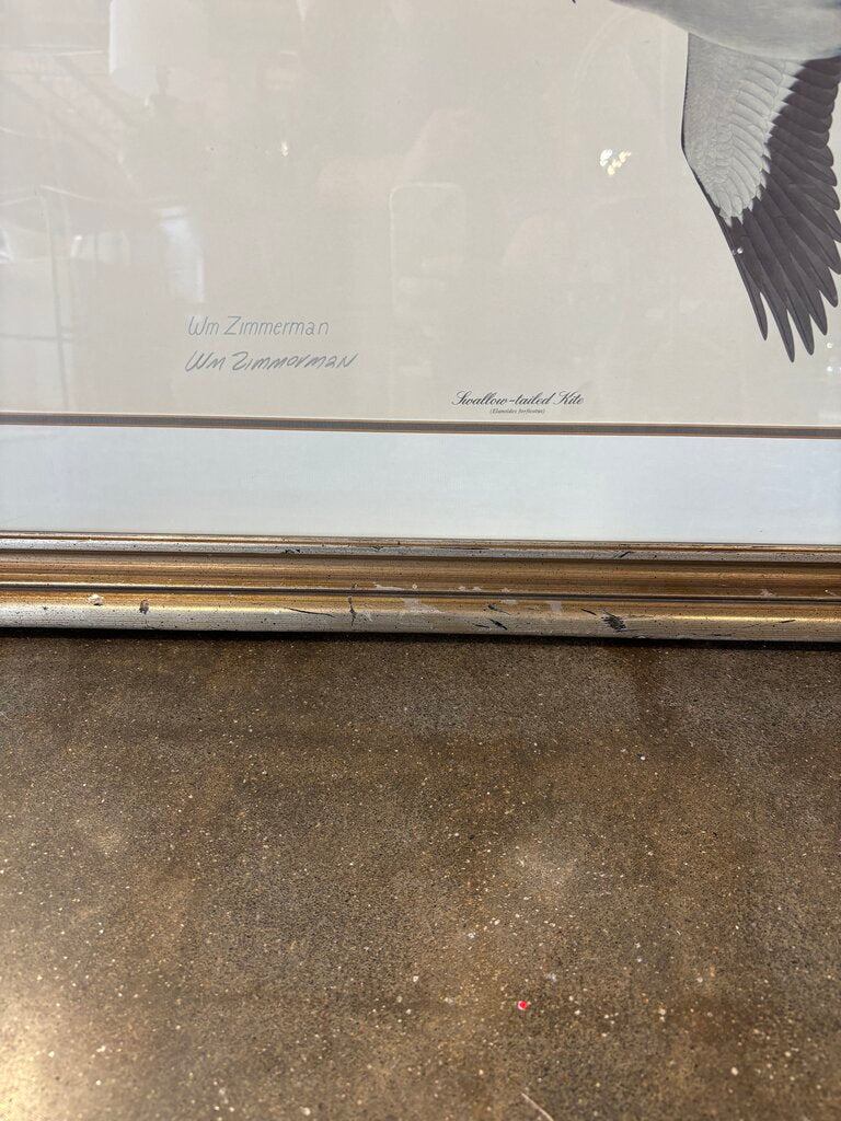 Swallow Tail Kite Art