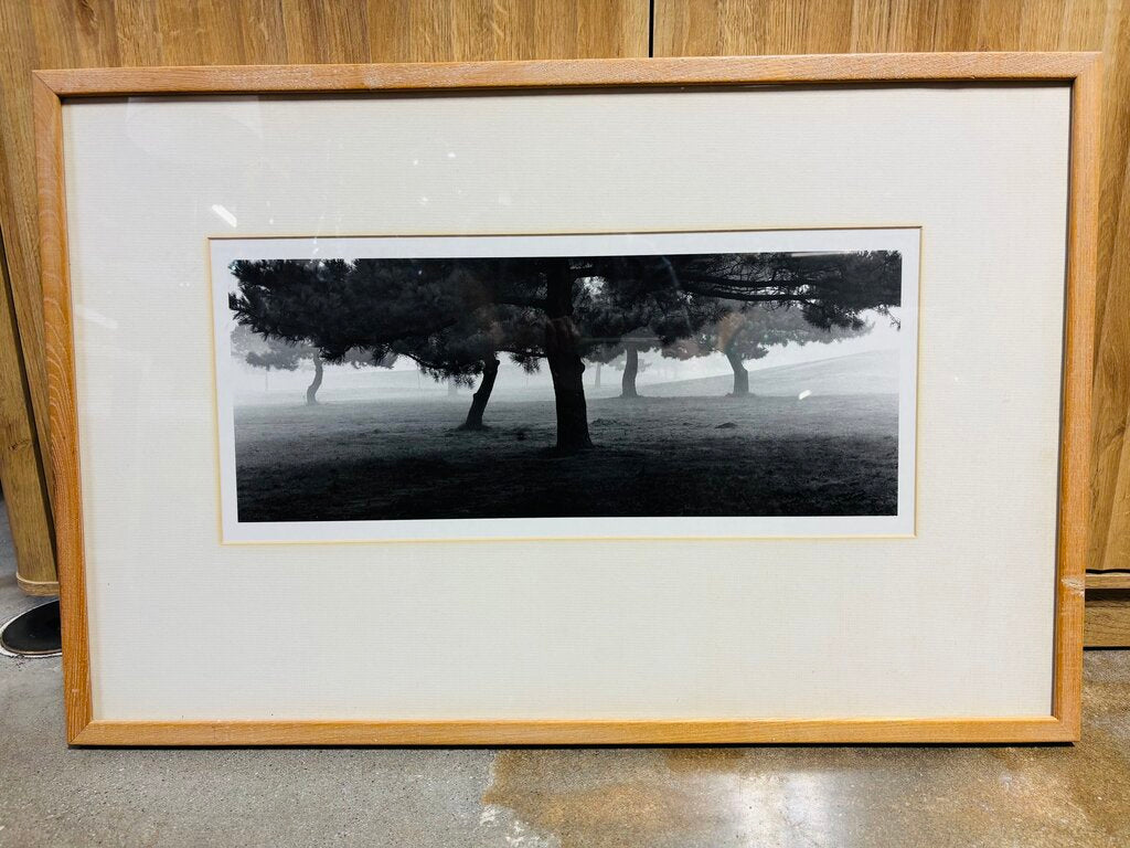 Framed Early Morning Pines