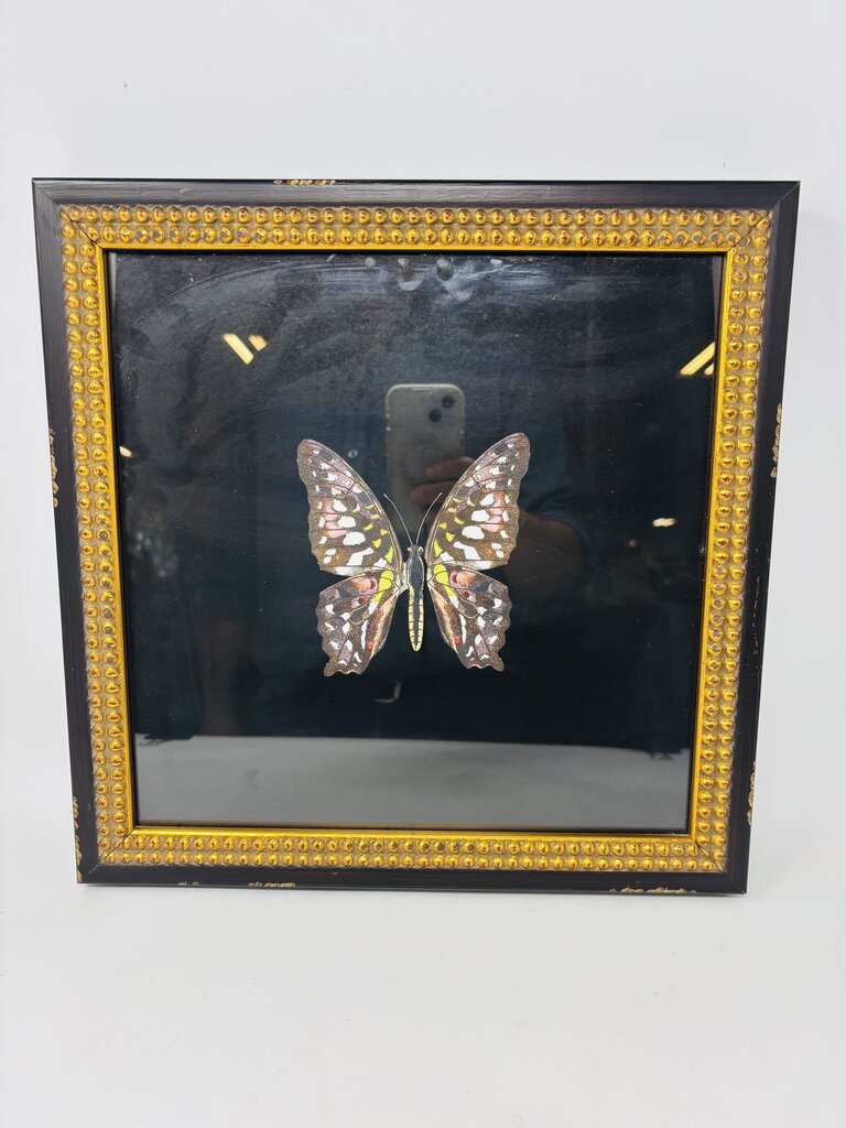 Butterfly in Distressed Frame 14 X 14