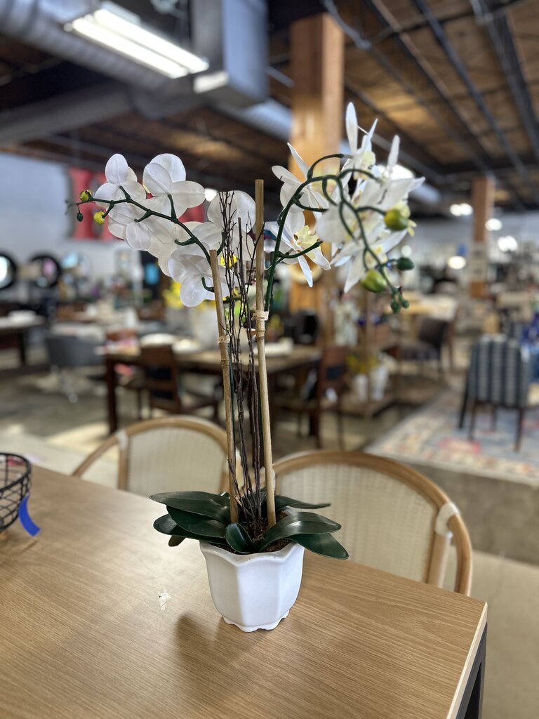 Orchid In White Pot