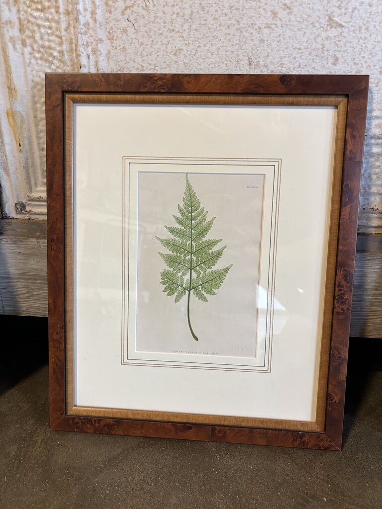 Framed Fern Artwork