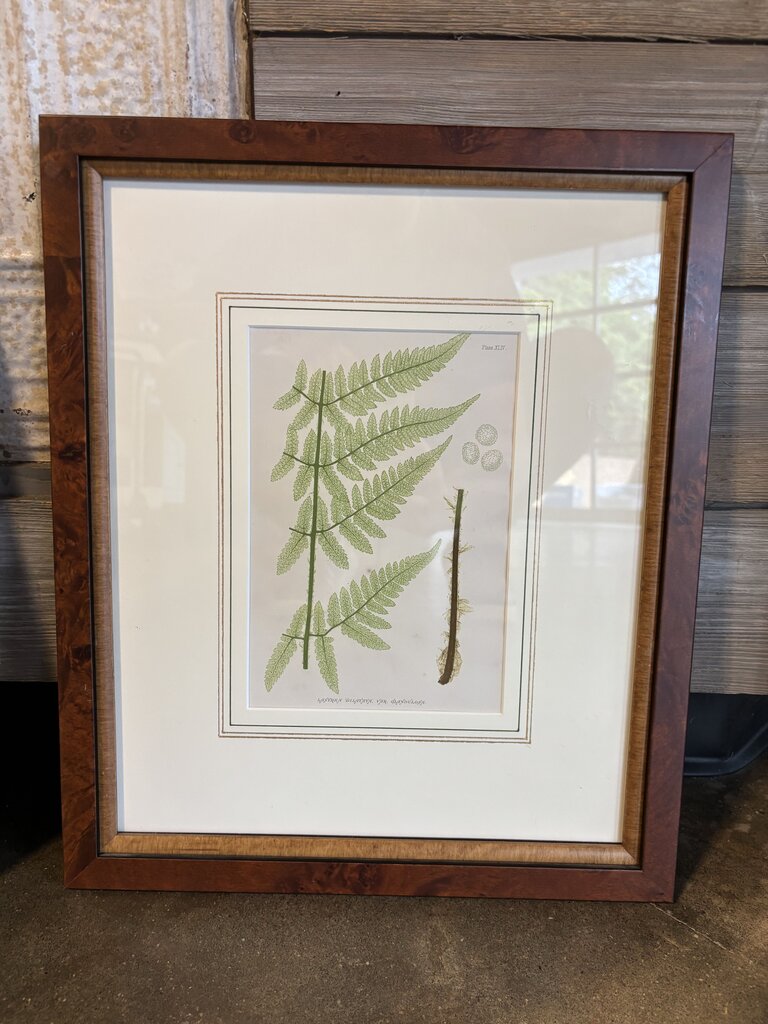 Framed Fern Artwork