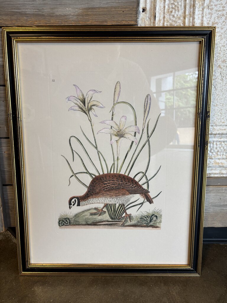 American Partridge Framed Print 18 X 23